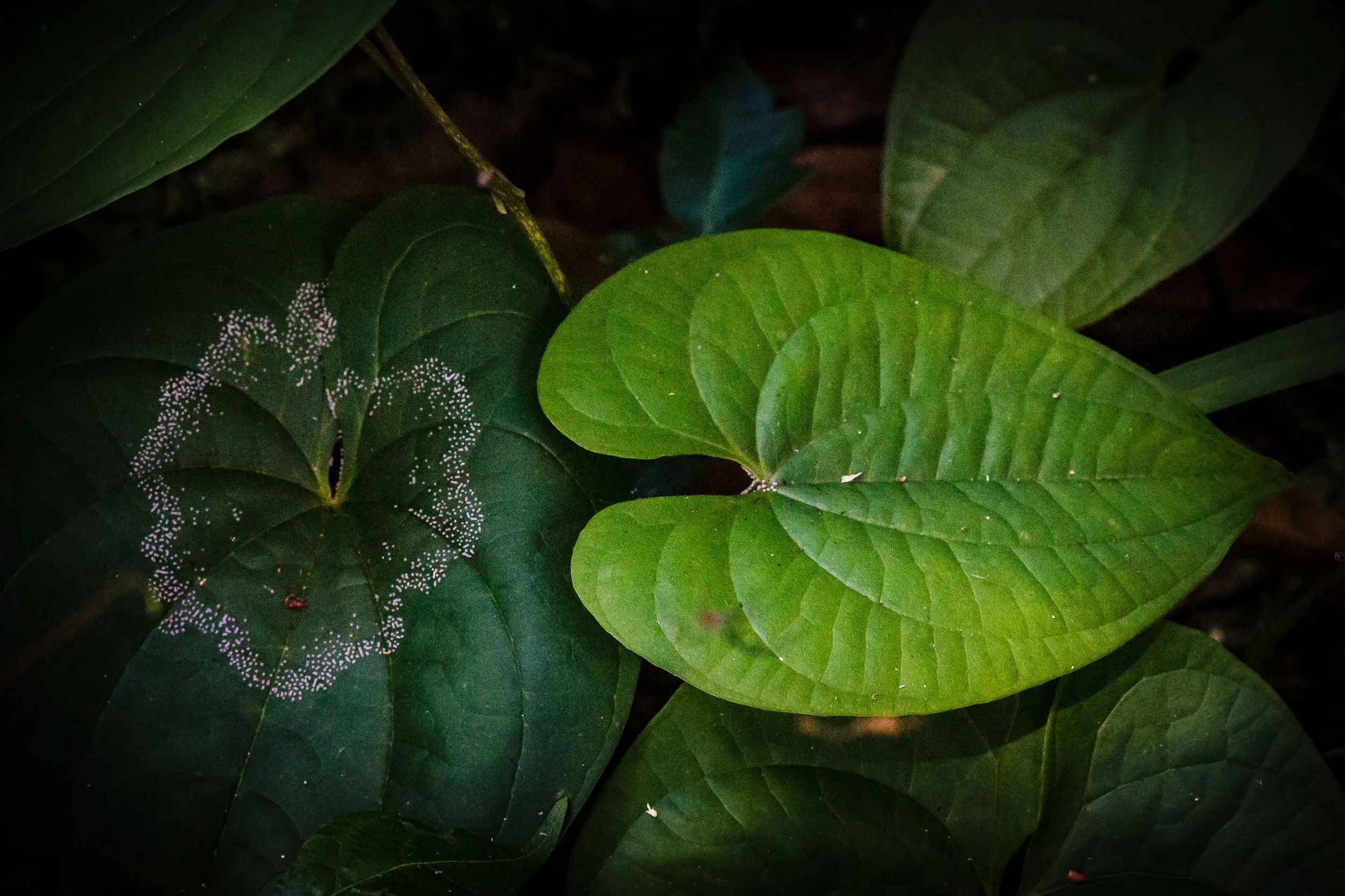 Growing Hearts