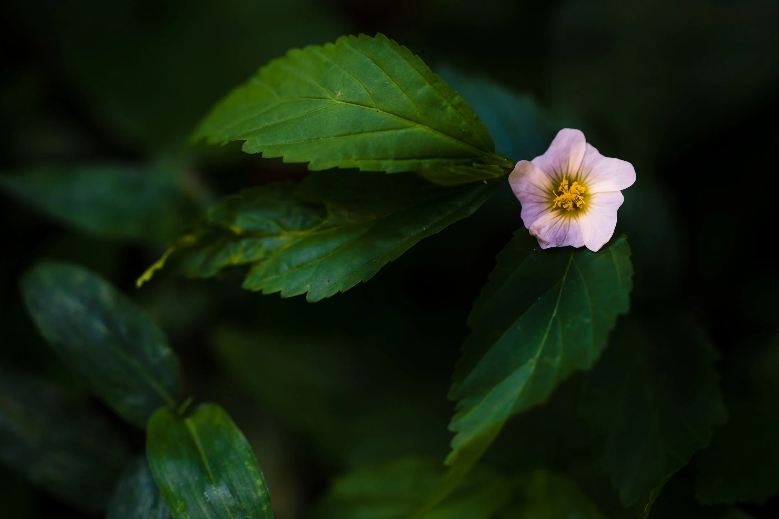 05may172019-13.jpg