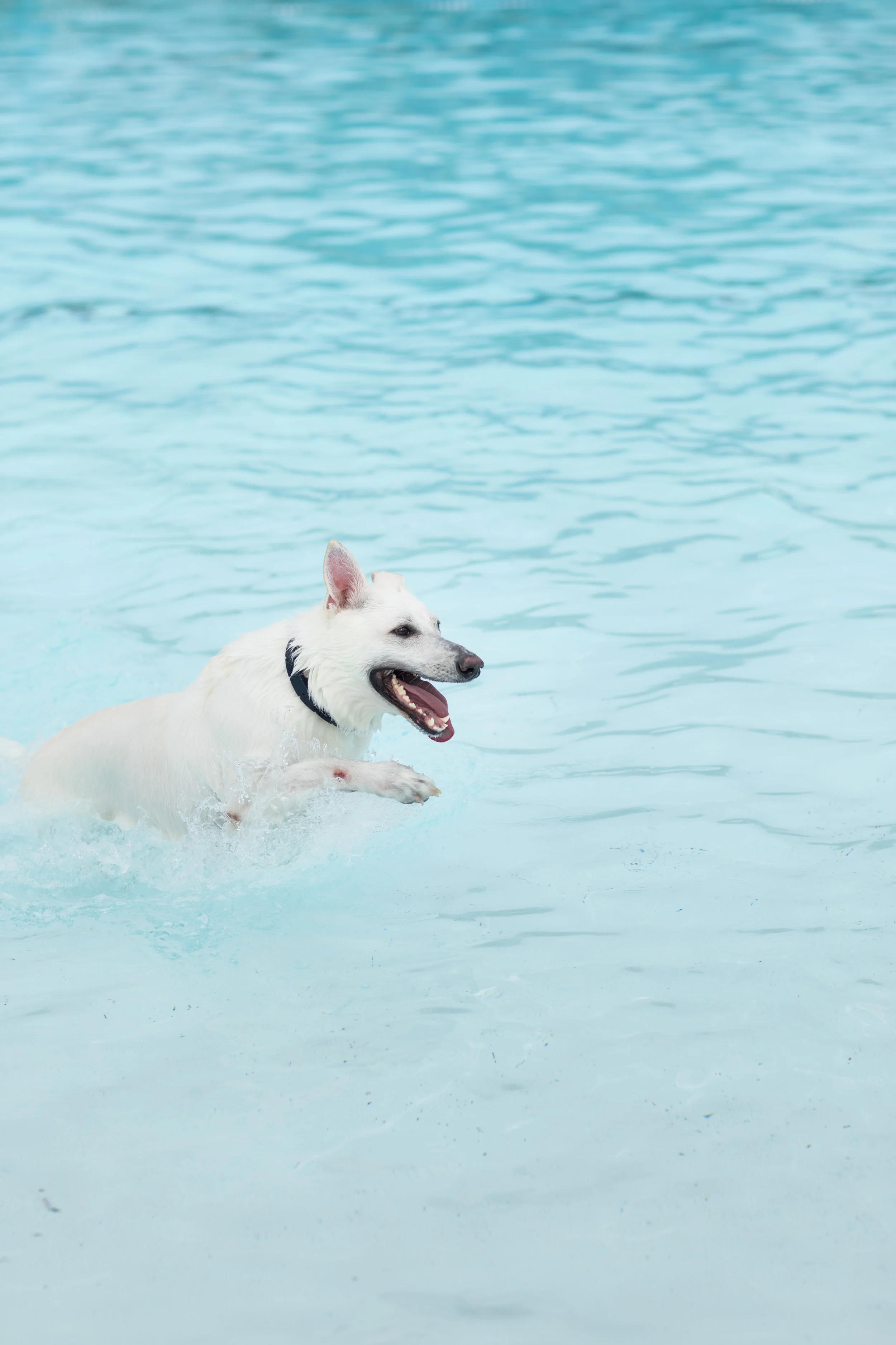 Calling All Animal Lovers