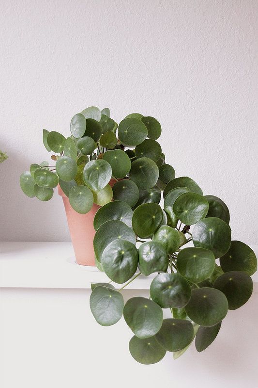 Chinese Money Plant: Said to be a sign of luck & happens to be a fabulous air purifier!
