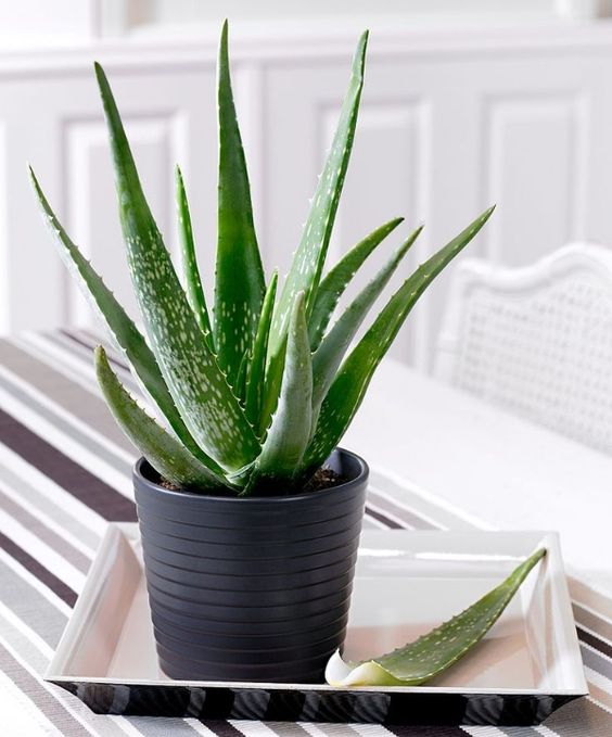 Aloe Vera: Also a great visual for interiors, but can be used for personal health reasons such as a sunburn.