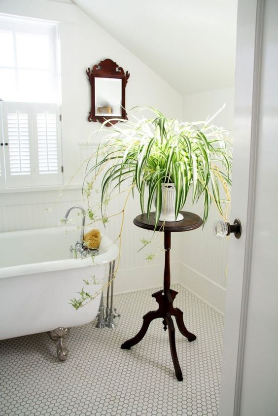 Spider Plant: A natural non-toxic air purifier (great for bathrooms or baby nurseries, too).
