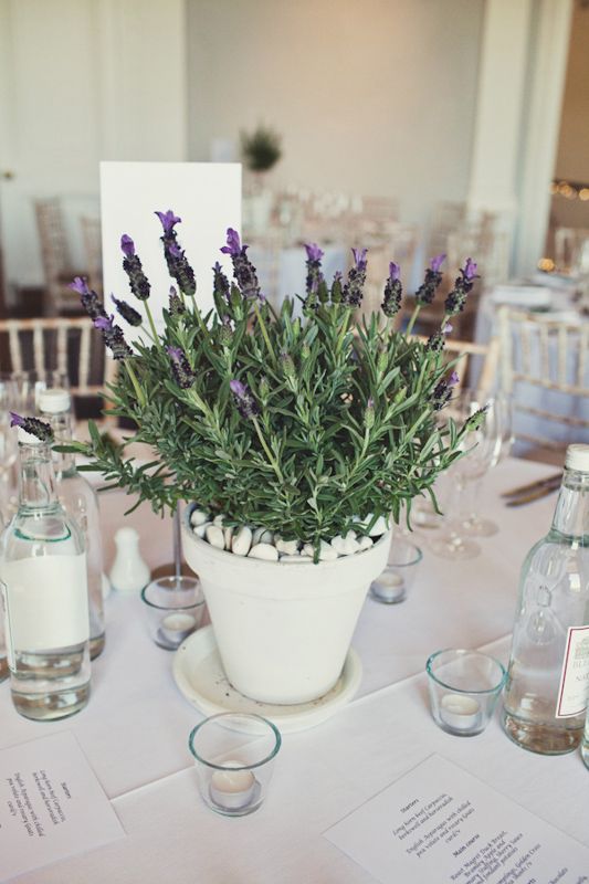 Lavender Plant: The scent from this plant is said to boost mood and brain function. Clip some off and place it in a vase by your bedside for a great night's sleep, too.
