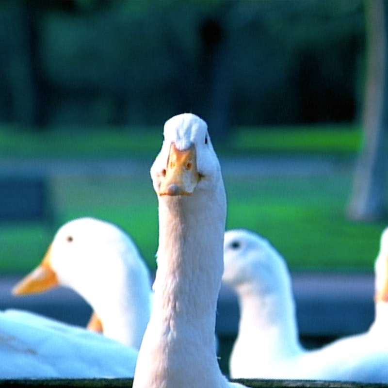 AFLAC