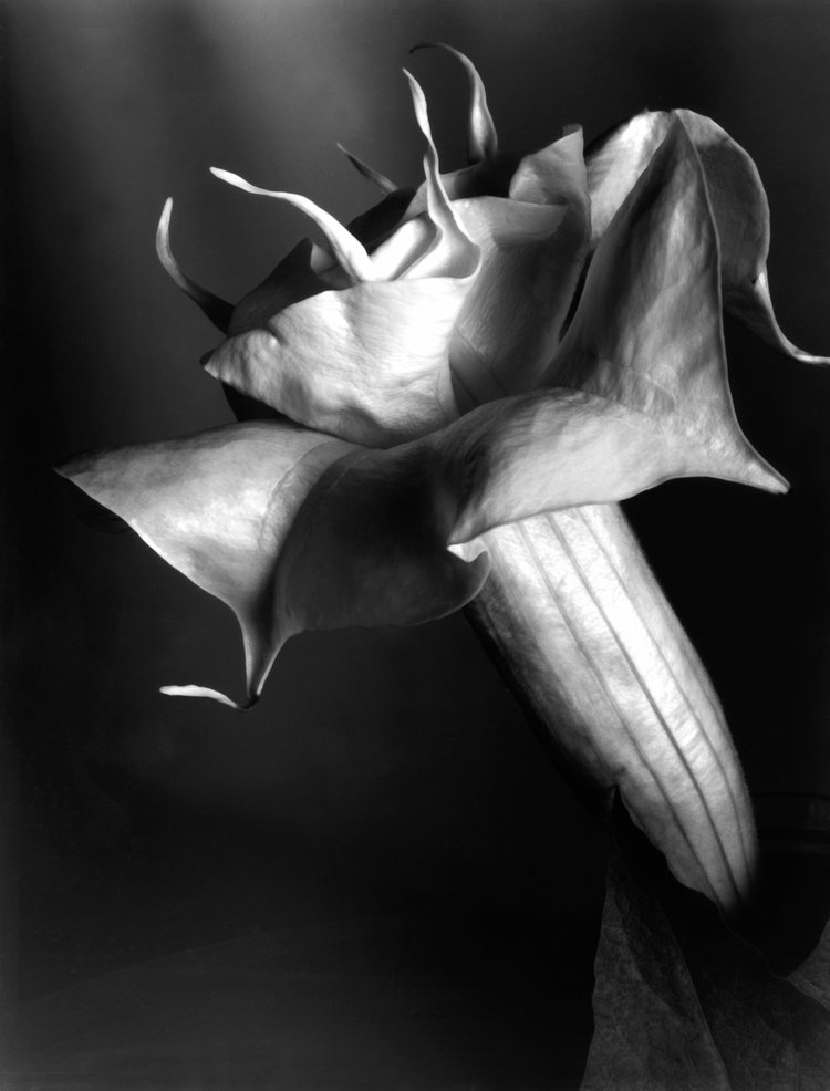 Datura,+about+1930.jpg
