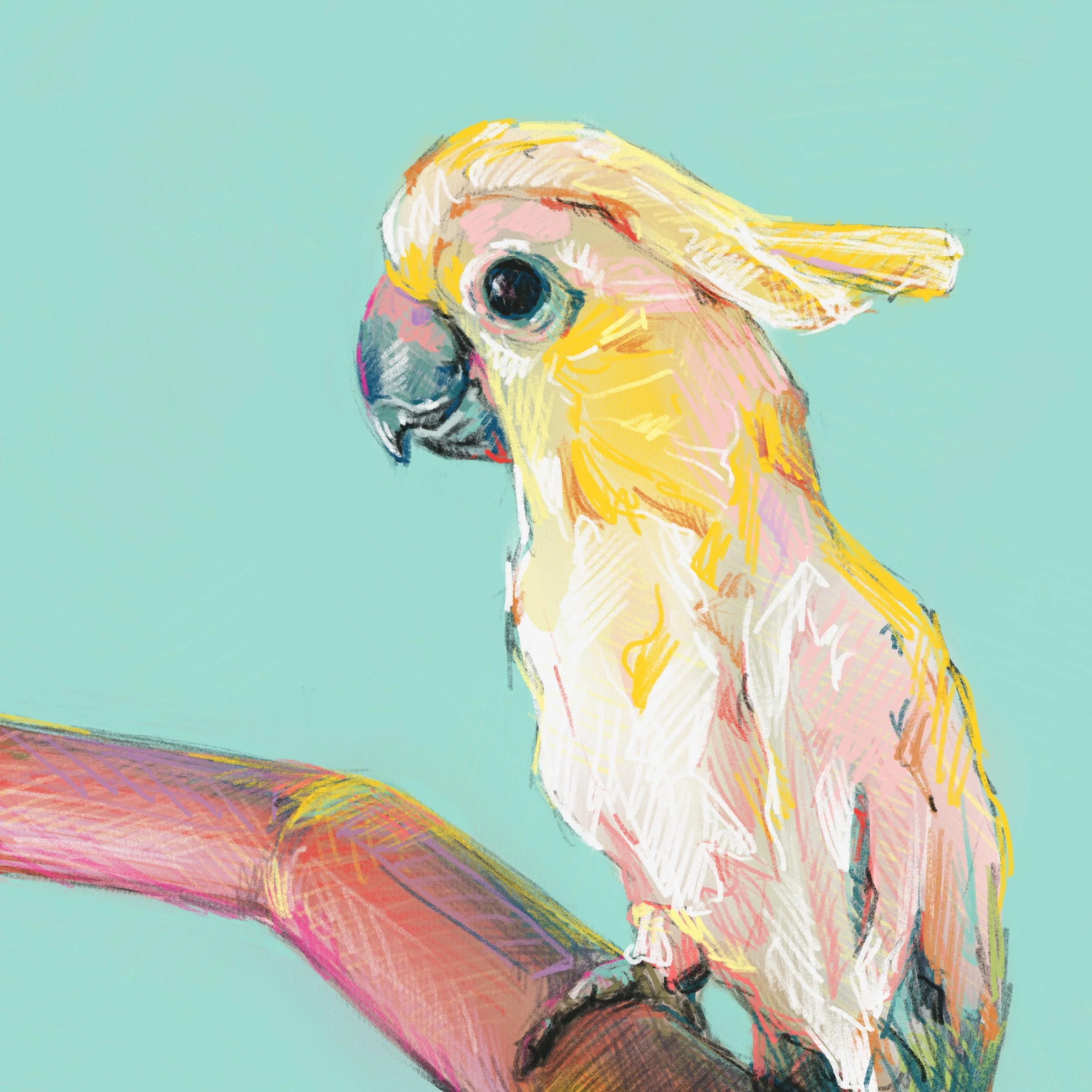 nicholas the cockatoo.jpg