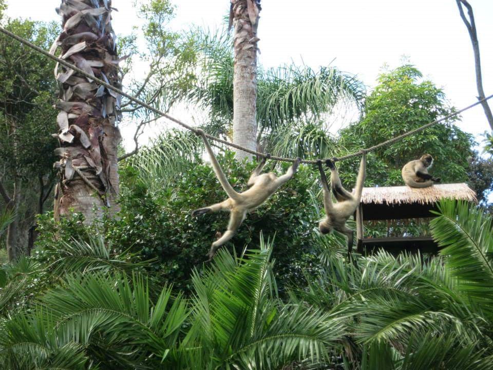 Just seeing animals chilling out together, in the wild or at the zoo can bring on the awe. Photo Credit: Nicole O'Brien