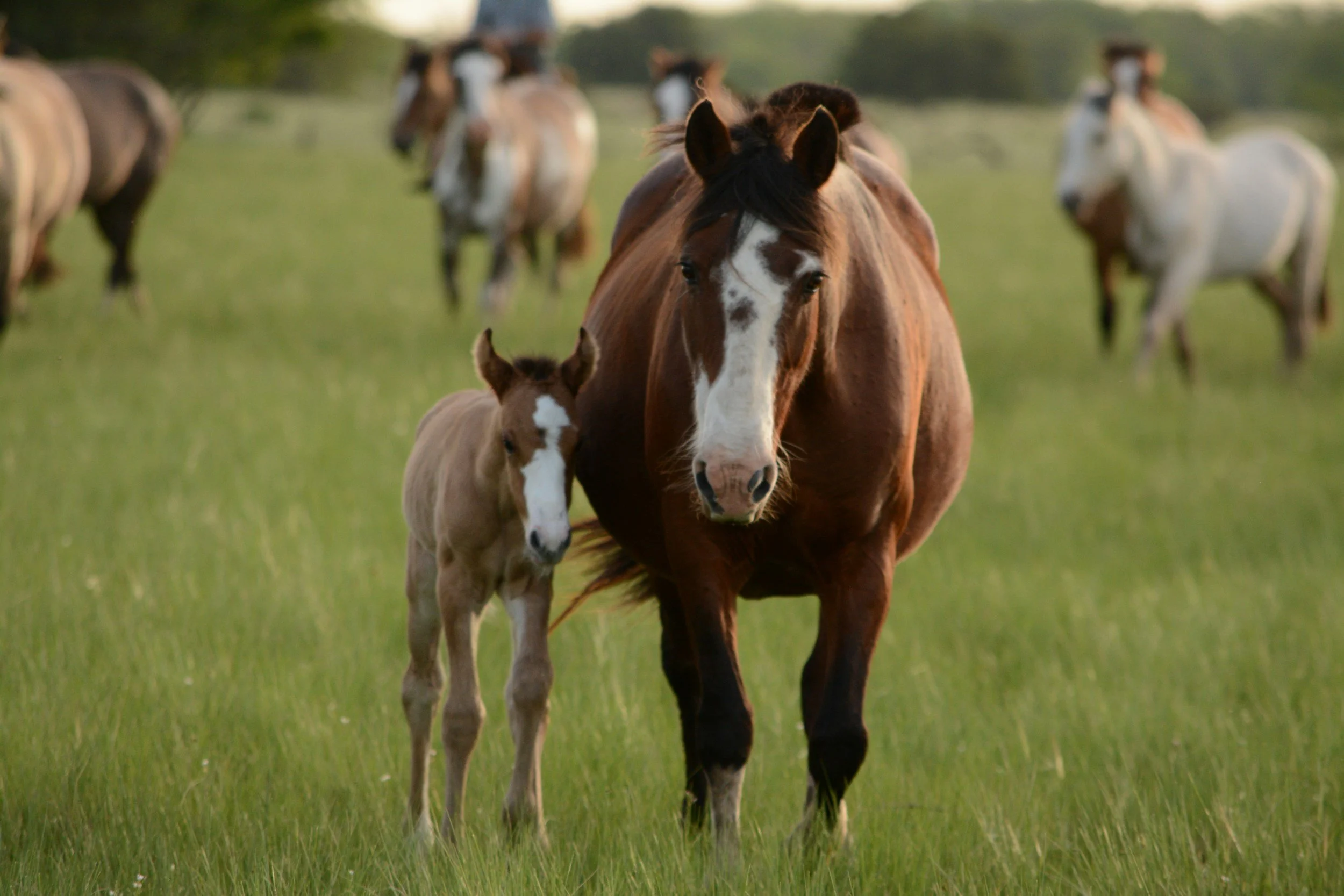 Supporting Your Mare and Foal: Essential Minerals for Optimal Health