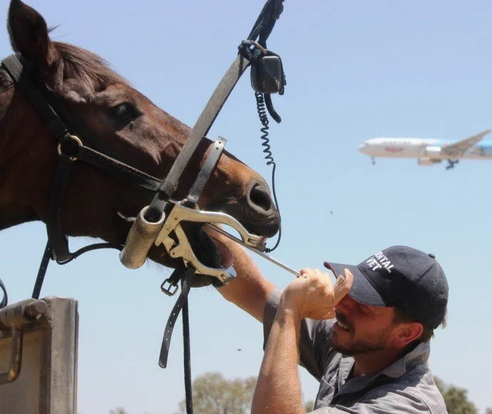 A man feeding a horse with a nose fly mask attached to the horse, with an airplane flying in the clear blue sky in the background.
