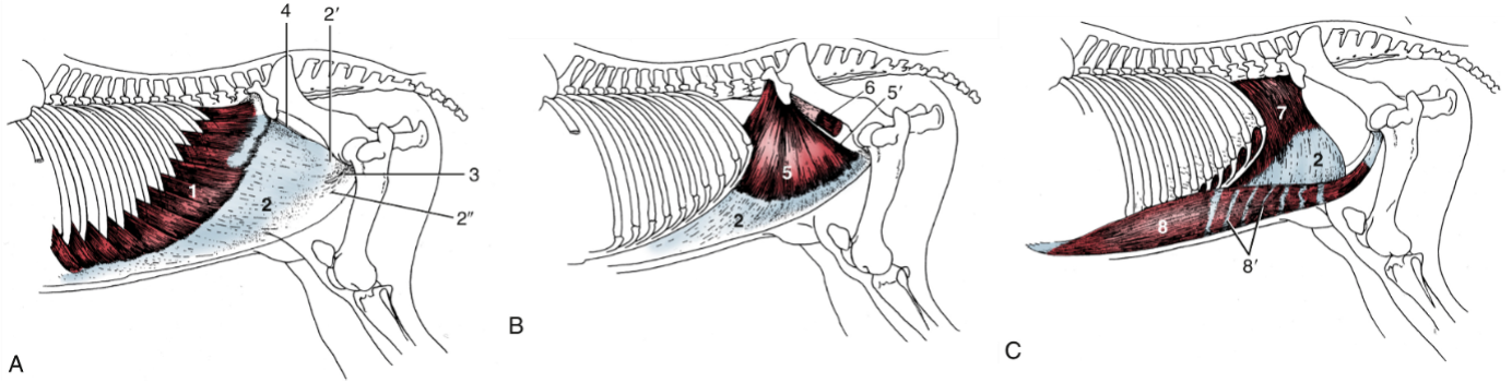 Abdominal Wall Muscles and Structures