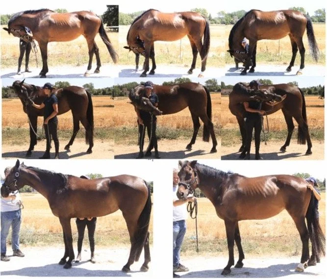 dynamic mobilisation exercises