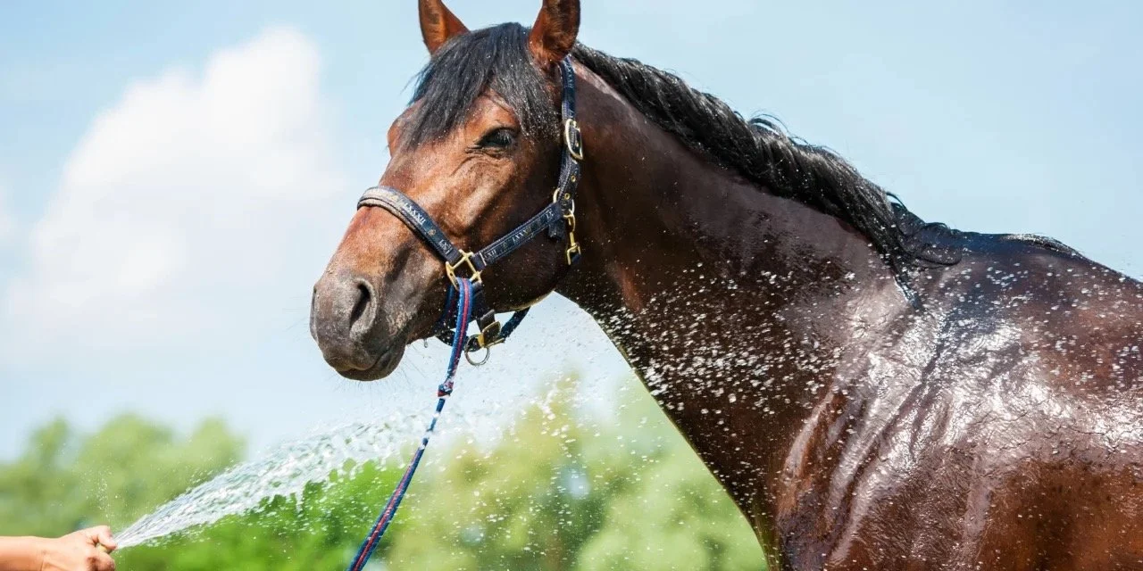 horse having shower