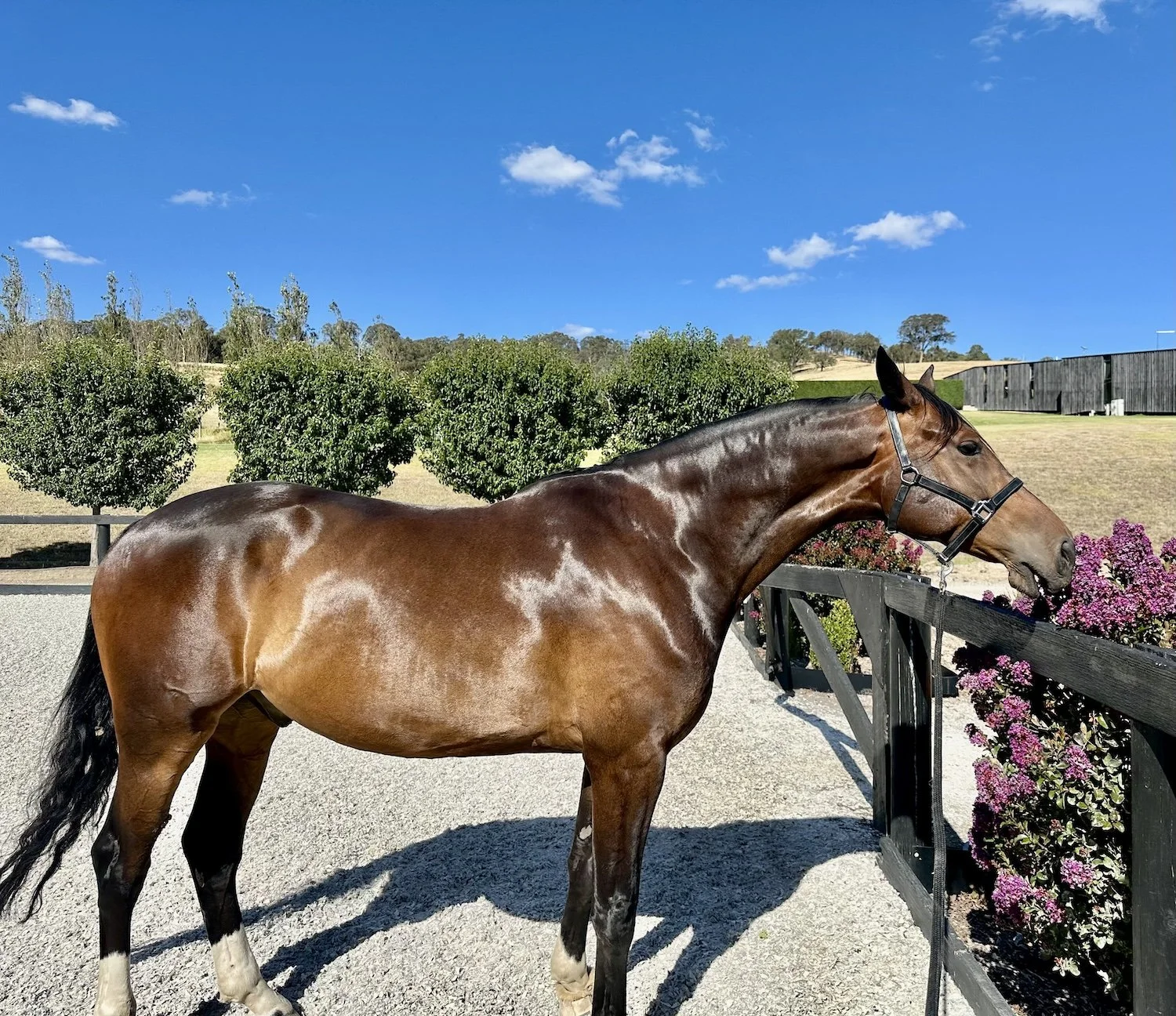 Horse Coat Healthy and Shiny all-4-feet