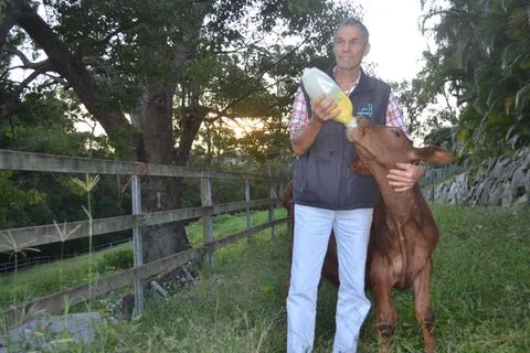 A man standing outdoors holding a milk bottle next to a brown calf in a grassy area with trees and a wooden fence.