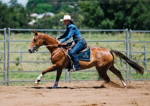 Stronger Horses, Fewer Injuries: The Power of Core Training