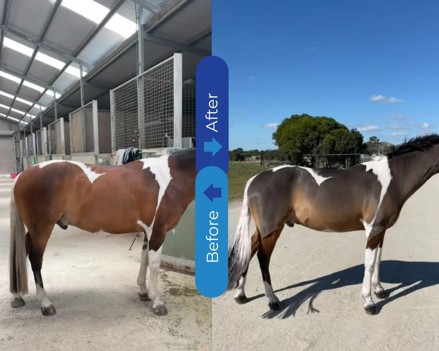 Side-by-side comparison of a horse before and after Jenquine diet analysis.