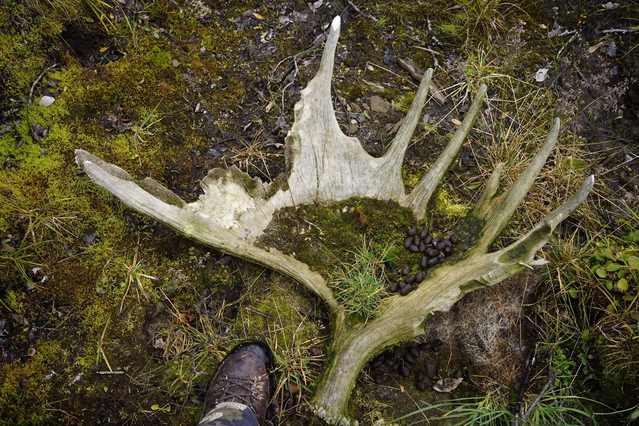 Rotted Moose Shed - Pop Lake, Muskwa Ketchika 2015