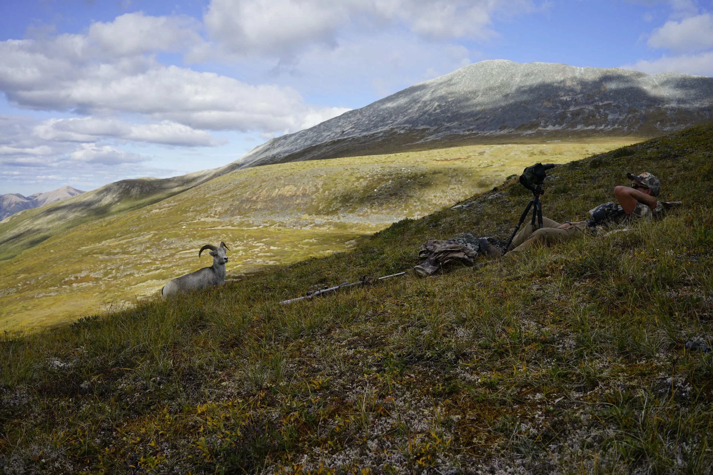 Monty and the Stone Sheep - Colt Muskwa Ketchika 2016