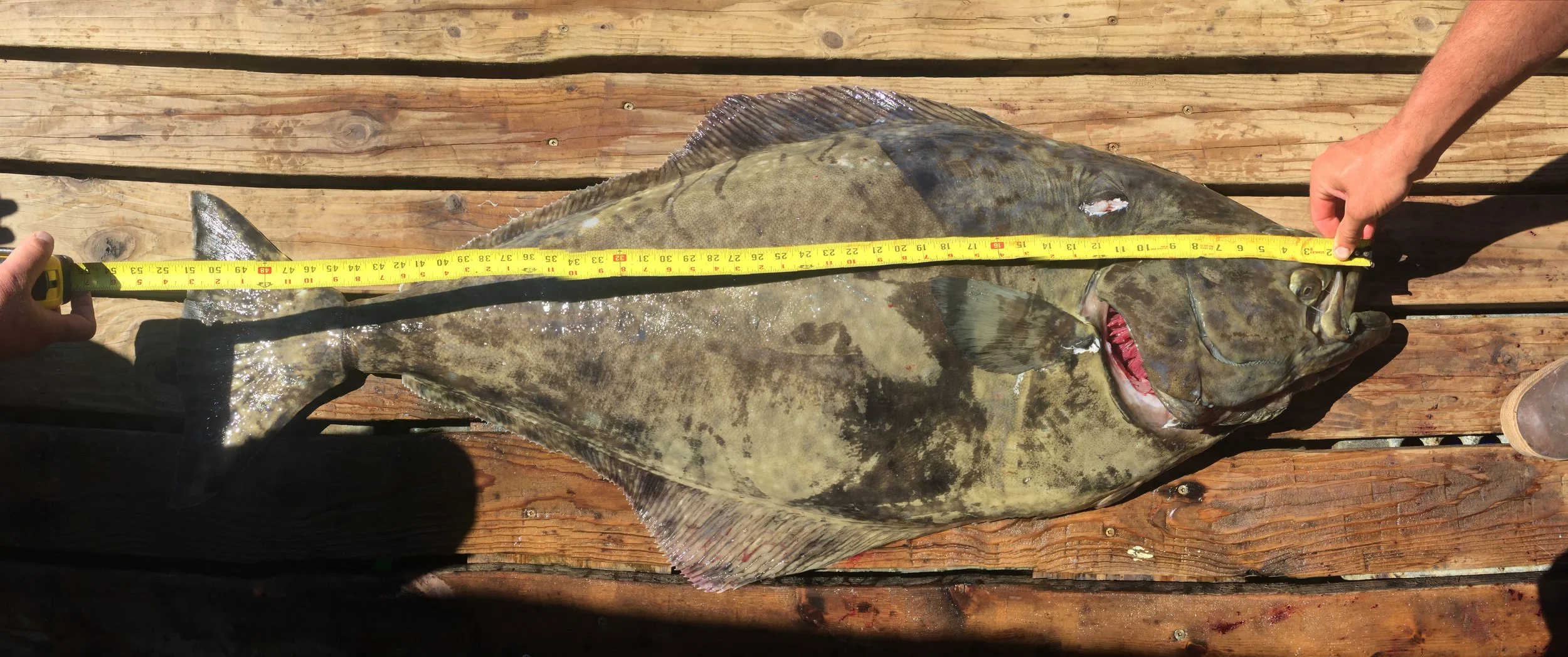 82# Halibut legal - Nootka 2015
