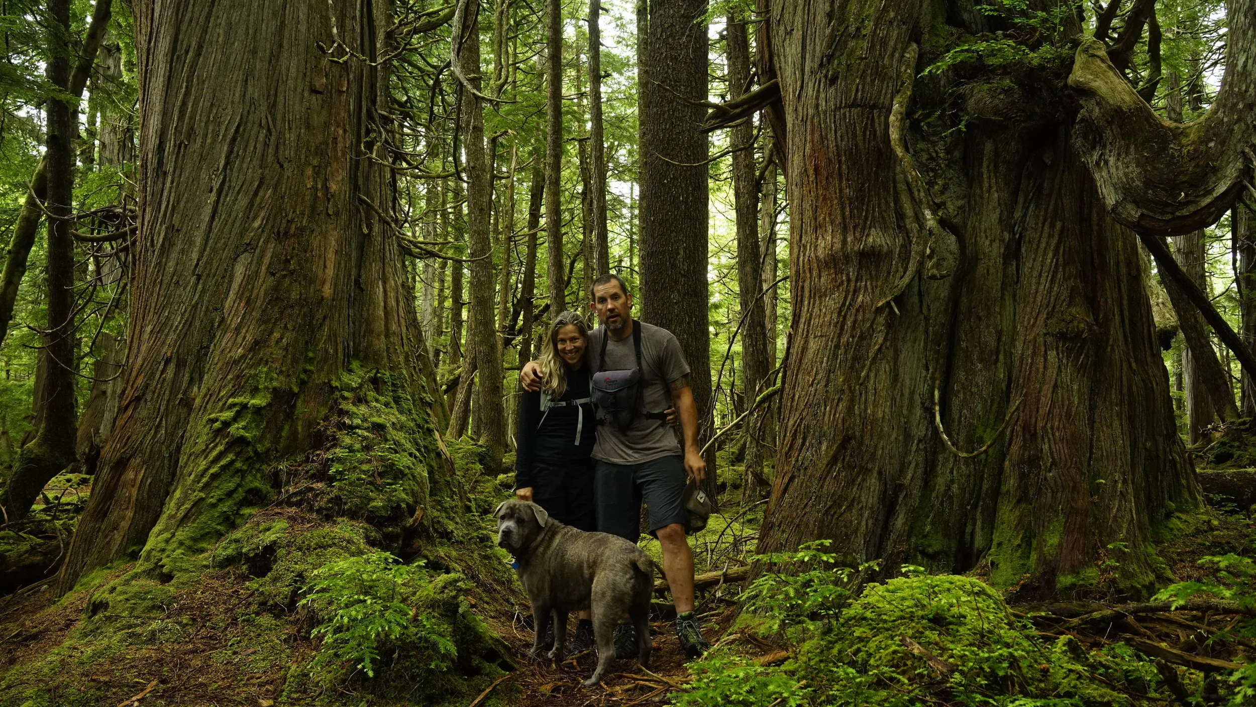 North Beach rain forest, Haida Gwaii 2015