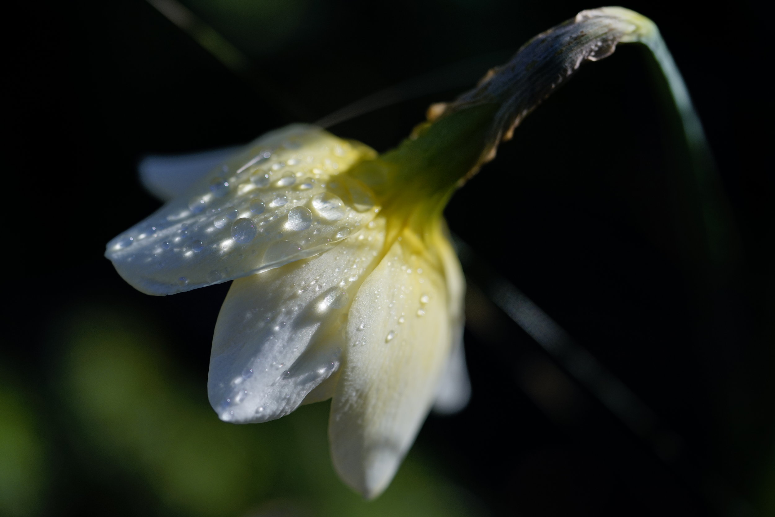  "Dew" My front yard, Victoria, March 2017