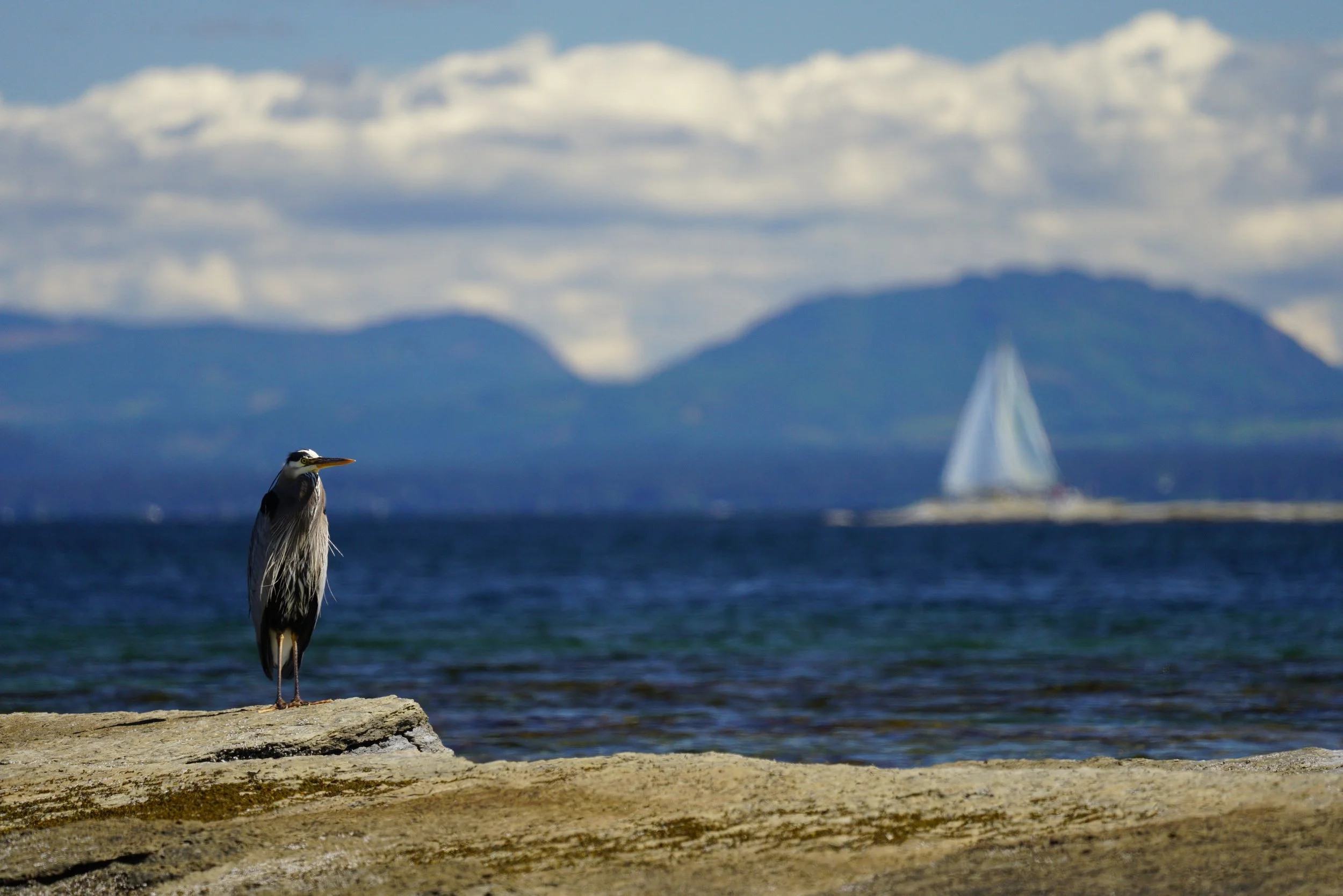 Heron, Hornby Island, 2020