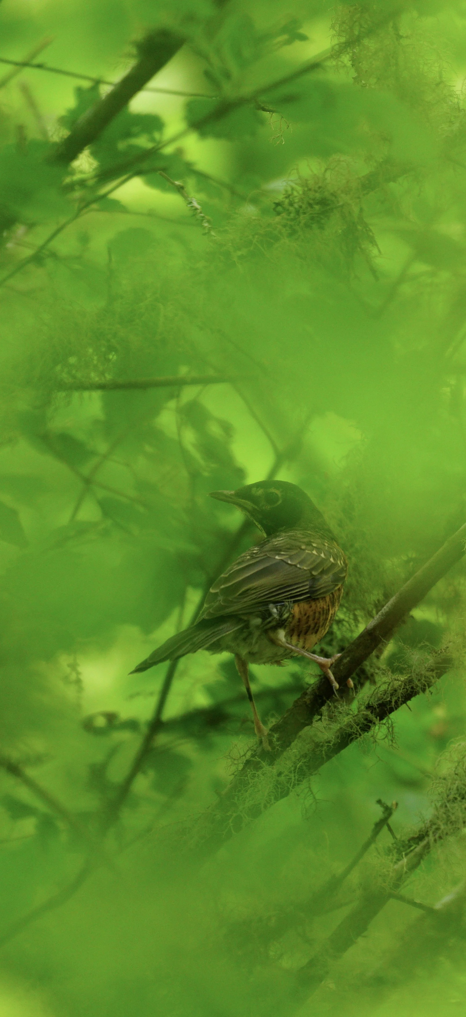 Robin that saw me. 2020