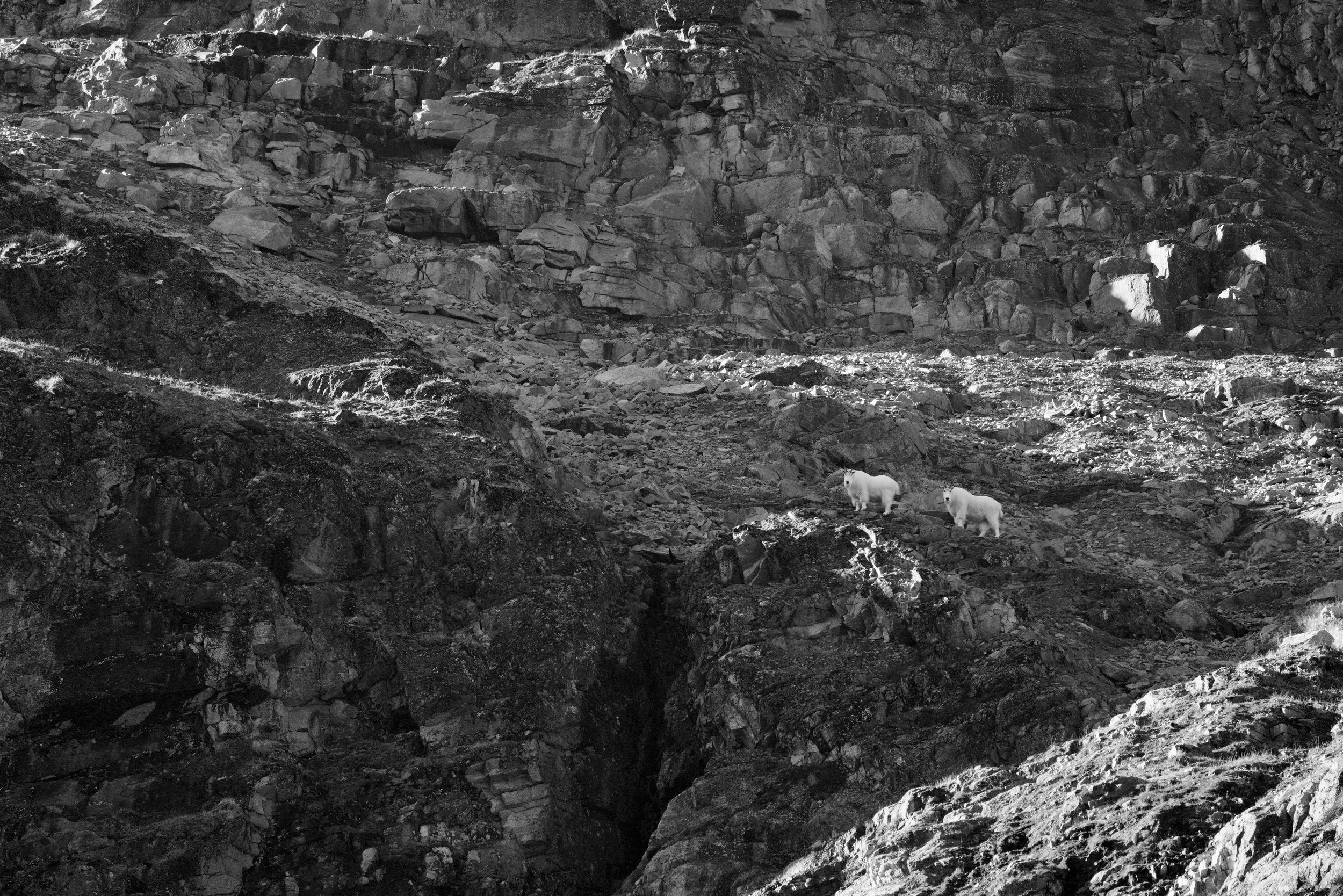 Billy Goats, NWBC 2023