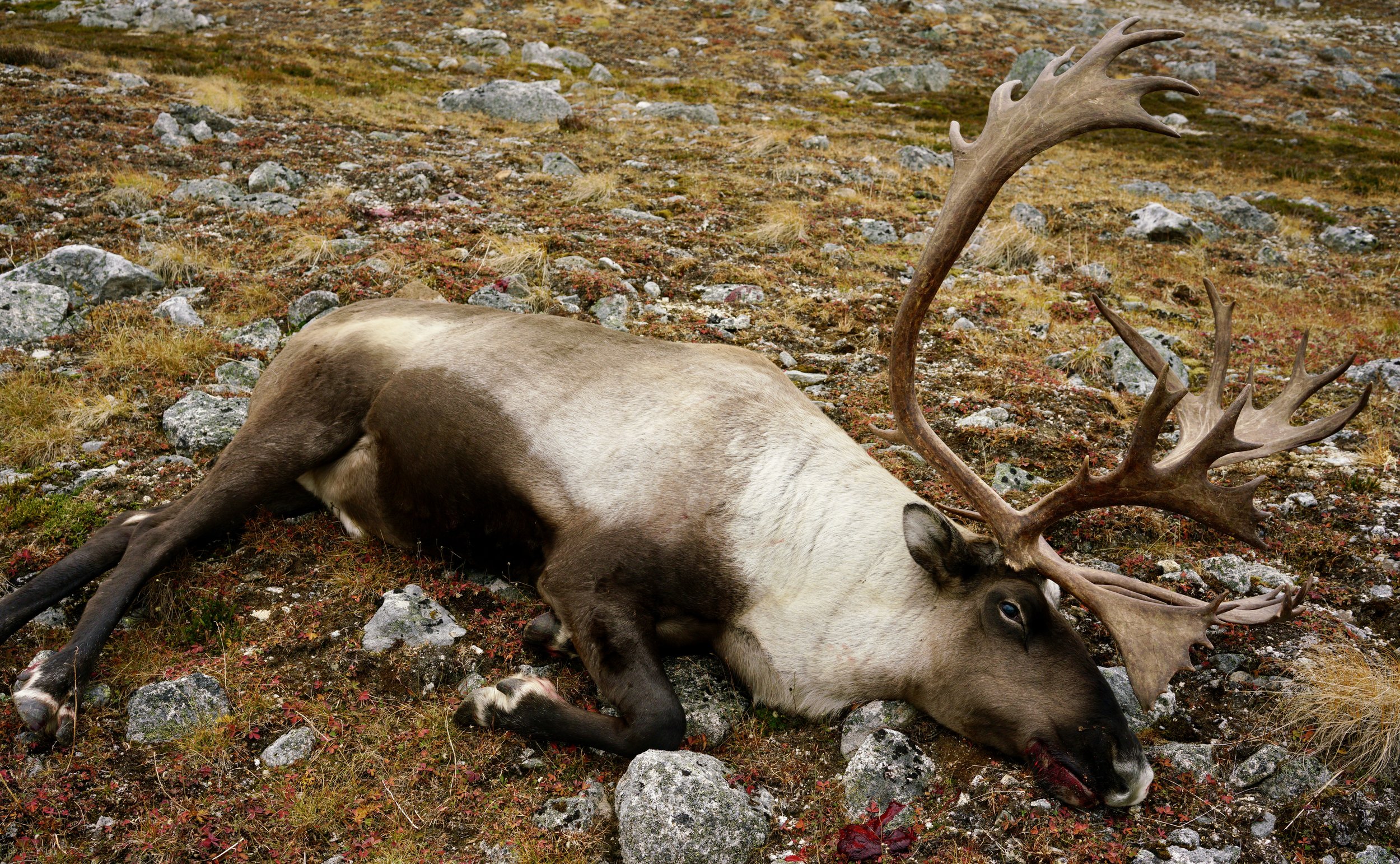 Mountain Caribou, 2022