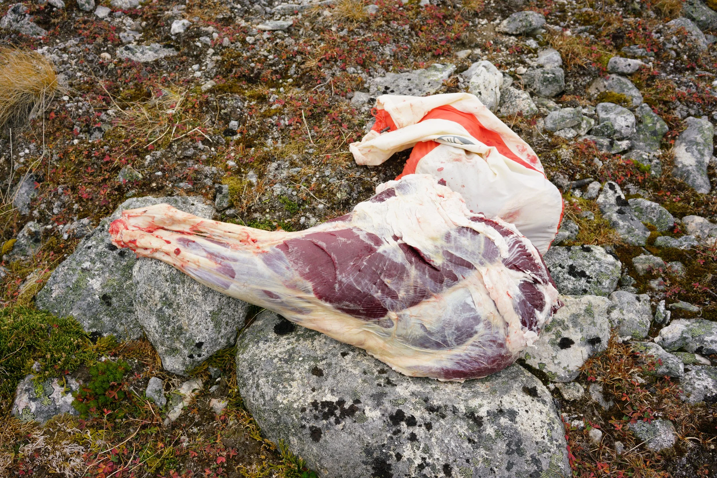 Caribou Hind Quarter, 2022