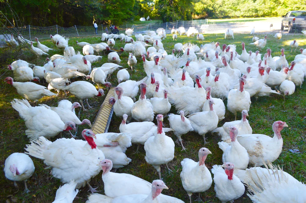 DaSilvaFarm_Turkeys_pasture-raised_non-gmo_free-rang_1.jpg