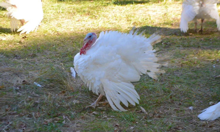 DaSilvaFarm_Pasture-rasied_turkeys_non-gmo_no-antibotics_no-steriods_MovingTurkeys_20161019-3.jpg