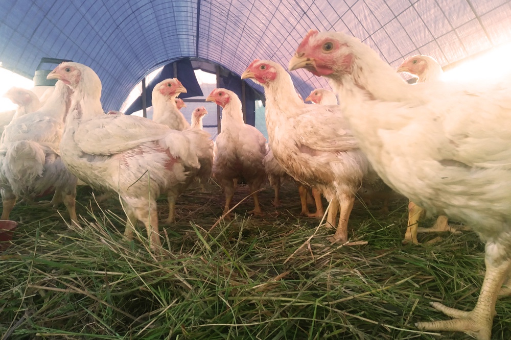 DaSilvaFarm_PastureRaised_Broilers1_Warm_WEB.jpg