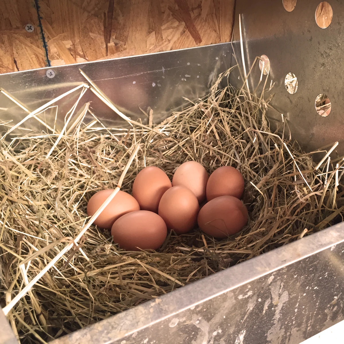 FarmEggs1_Warm_WEB.jpg