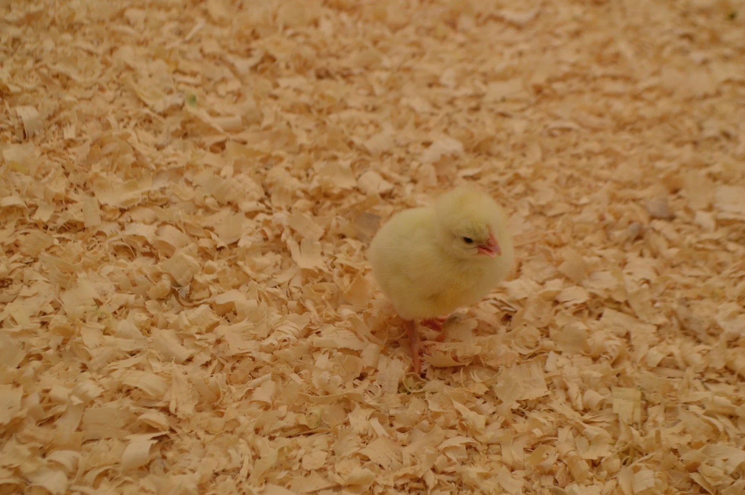 DaSilvaFarm_Chicks1_CROPPED_WARM_WEB.jpg