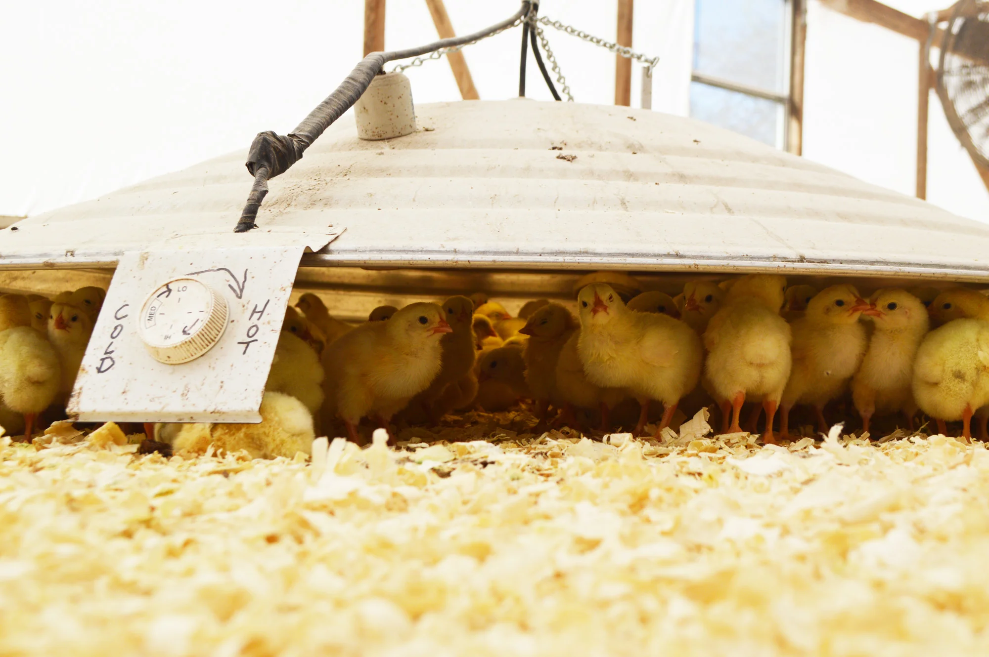 DaSilvaFarm_Chicksinbrooder_WEB.jpg