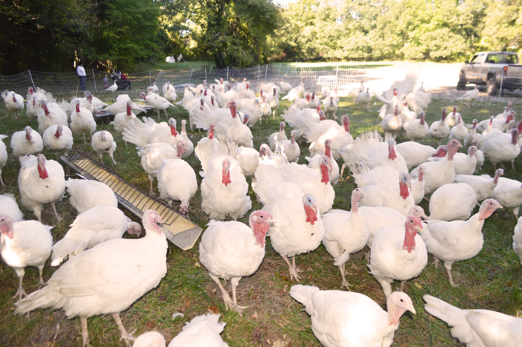 DaSilvaFarm_turkey3-NEW_WEB.jpg