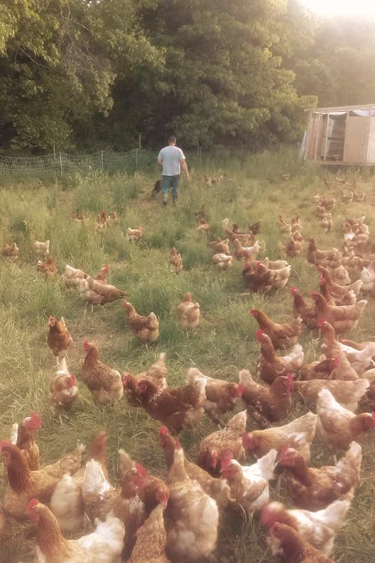 DaSilvaFarm_Chickens2_Warm_Web.jpg