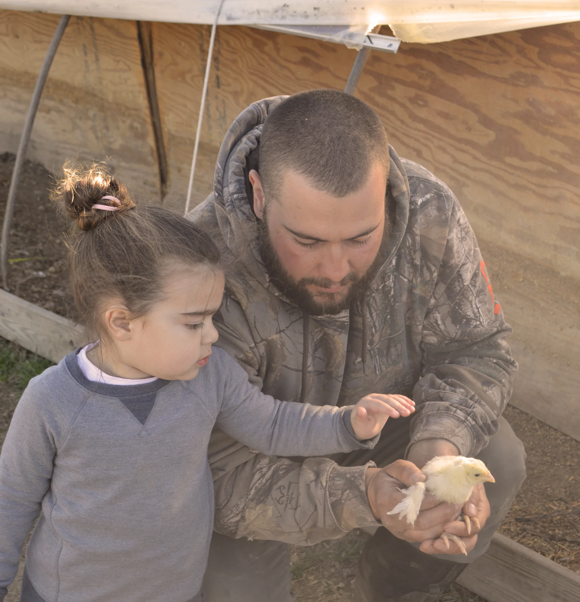 DaSilvaFarm_Chicks2_Warm_Web.jpg