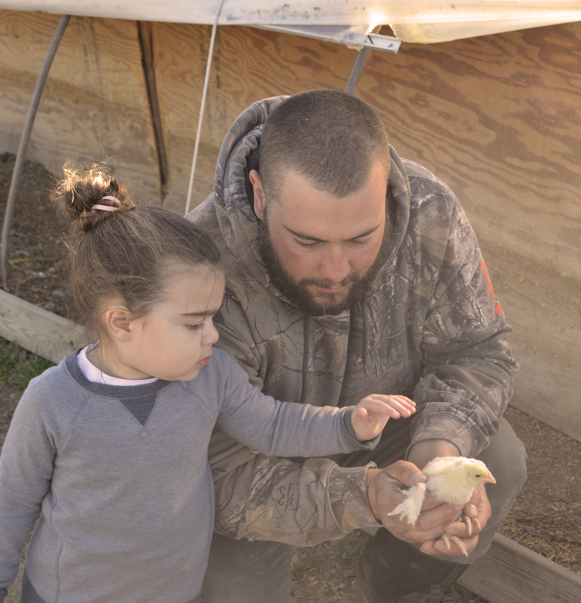 DaSilvaFarm_Chicks2_Warm_Web.jpg