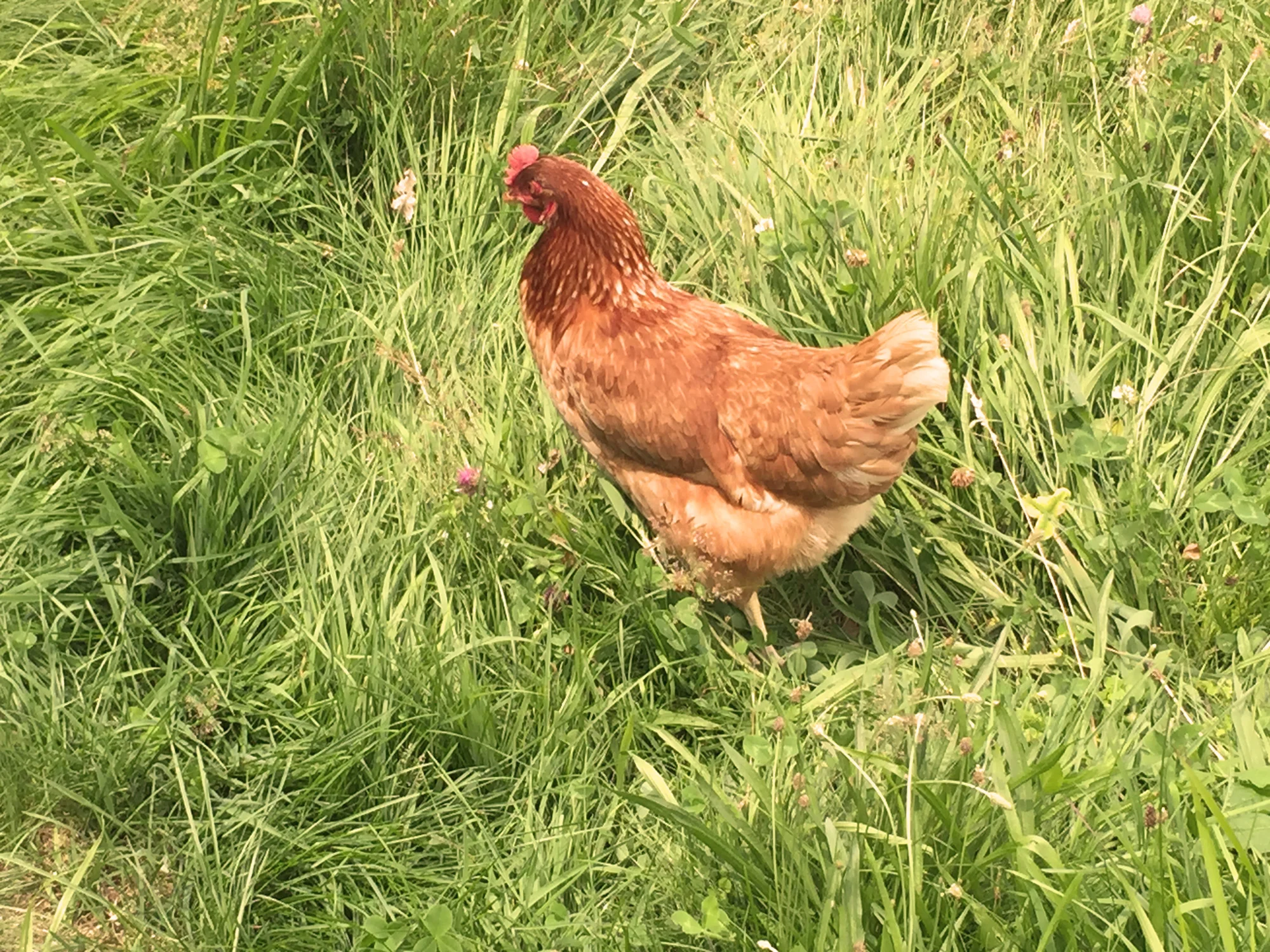 DaSilvaFarm_LayingHen_Warm_Web.jpg