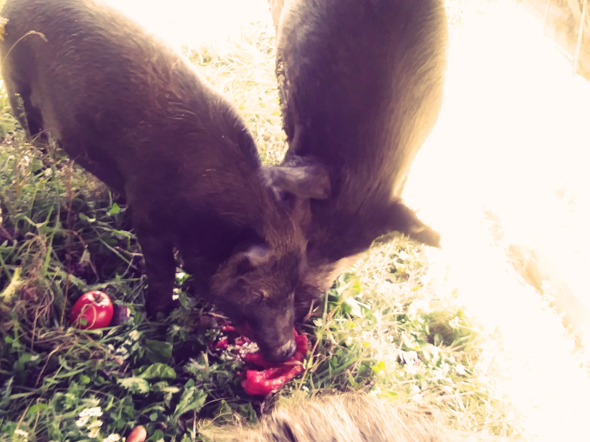 DaSilvaFarm_Pigs1_Warm_Web.jpg