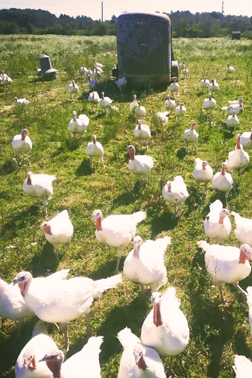 DaSilvaFarm_Turkeys_Warm_Web.jpg
