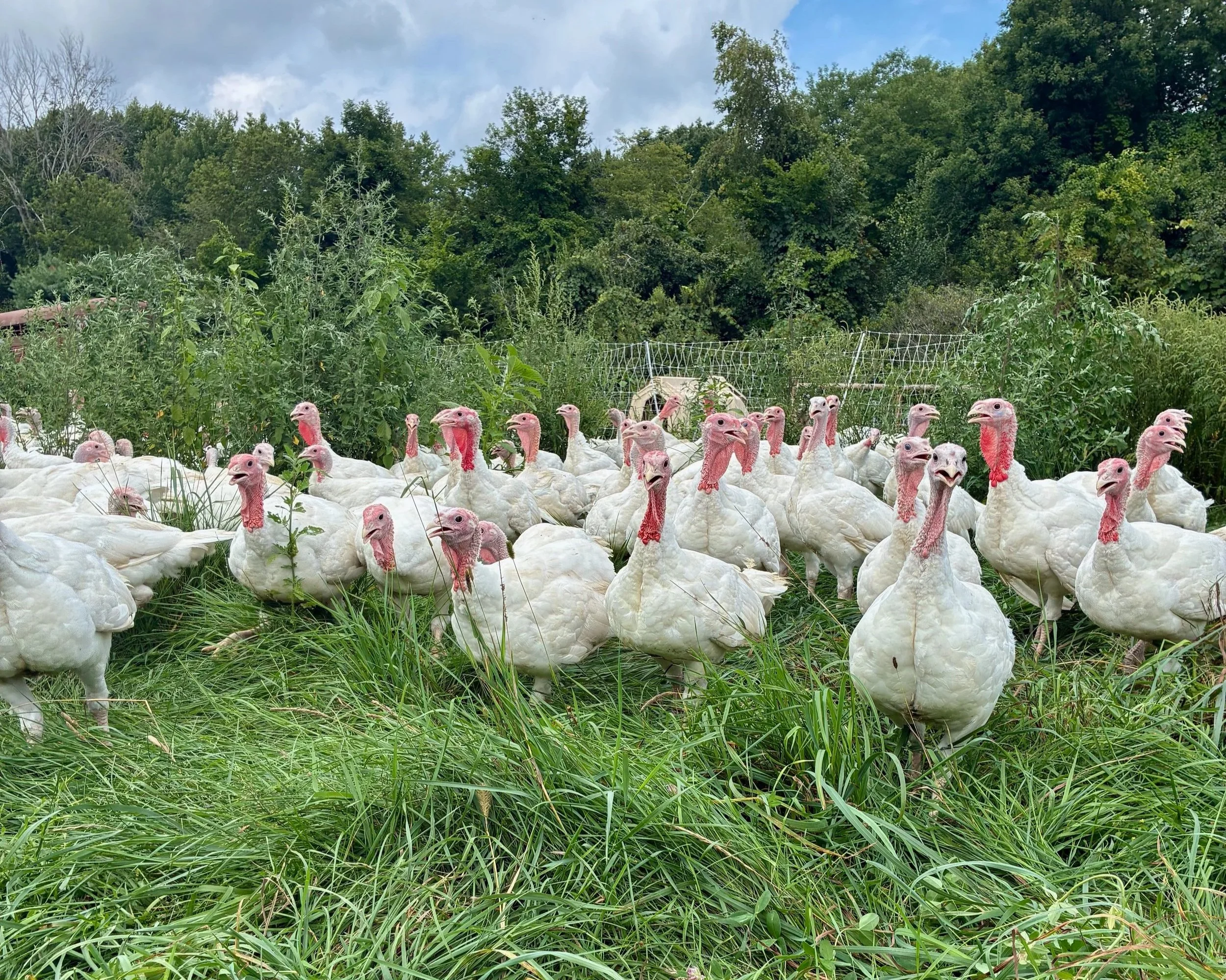 Turkey Pre-Order Deposit
