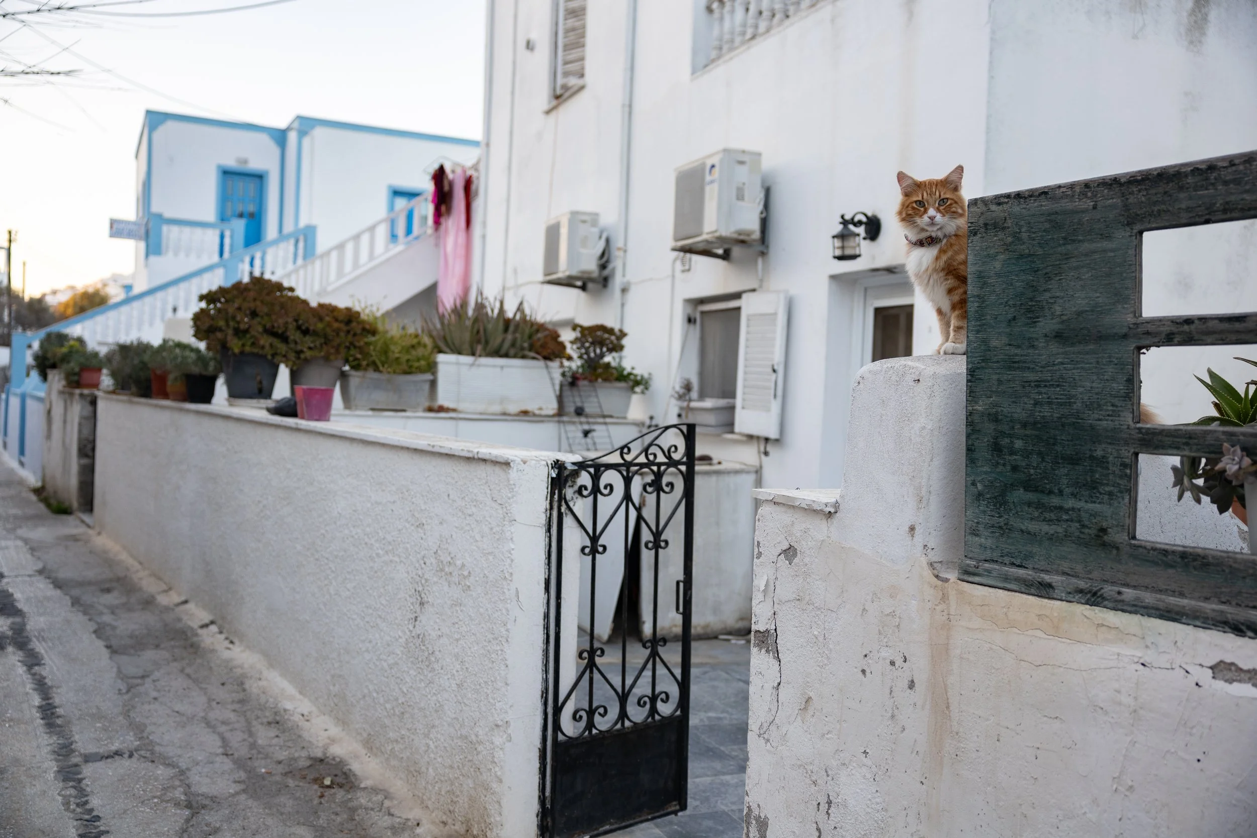 One of the many street cats in Greece