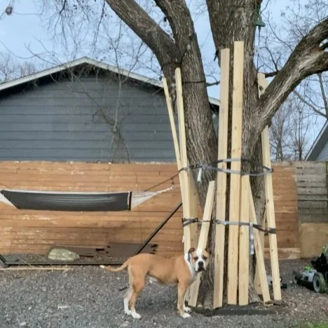 How to Install Tree Protection &amp; Pass Your Inspection in Austin