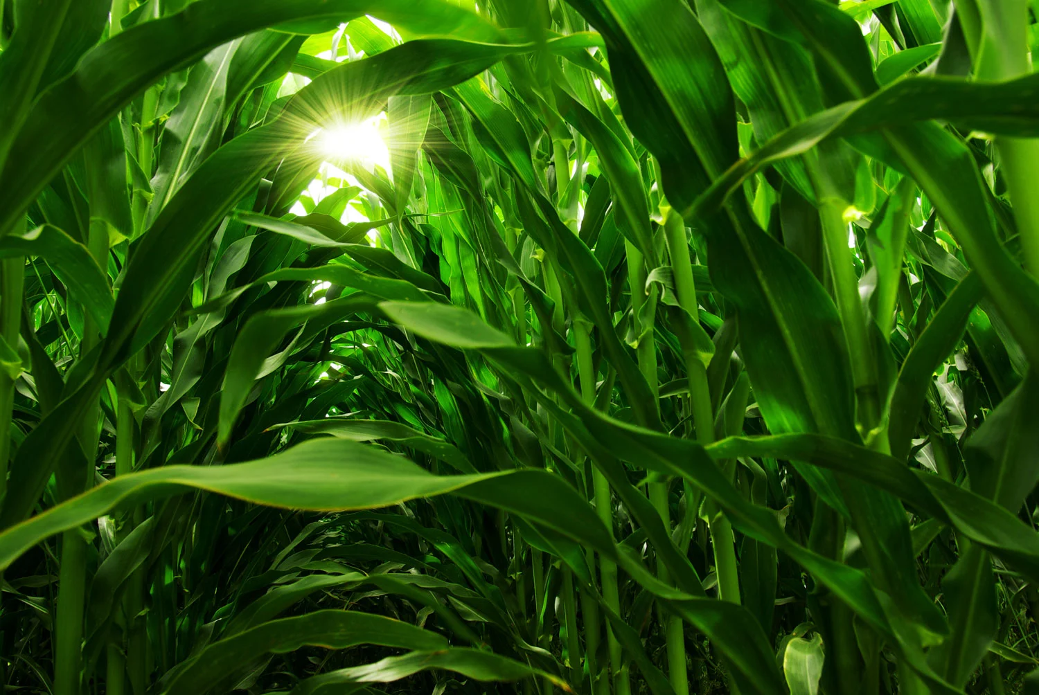 bigstock-Corn-Field-5659873.jpg