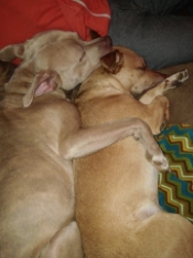Auggie and Valentino snuggling- one of their favorite activities.
