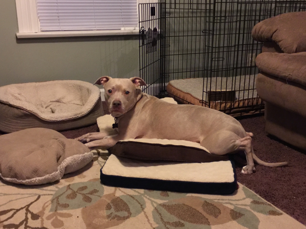 Dogs like to be comfortable, too.