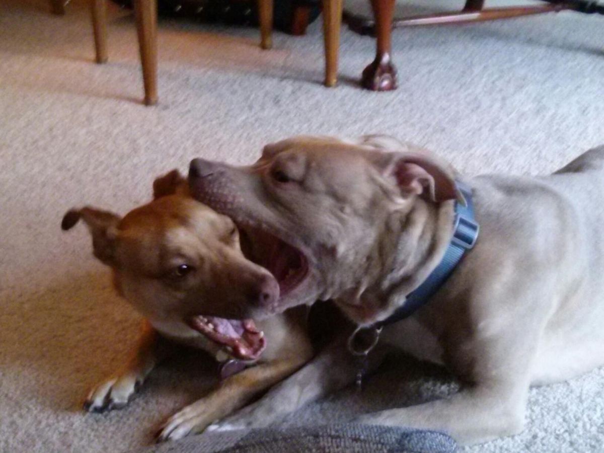 Dogs will be dogs. 